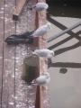 Praga 27