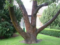 Árbol en piel humana (Castillo de Praga)